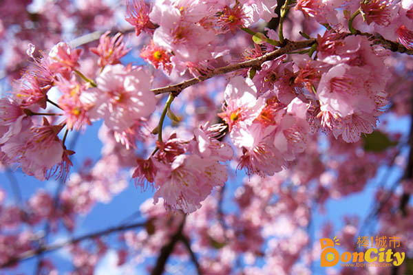 《賞櫻》2015新北市櫻花季－跟著櫻花去旅行