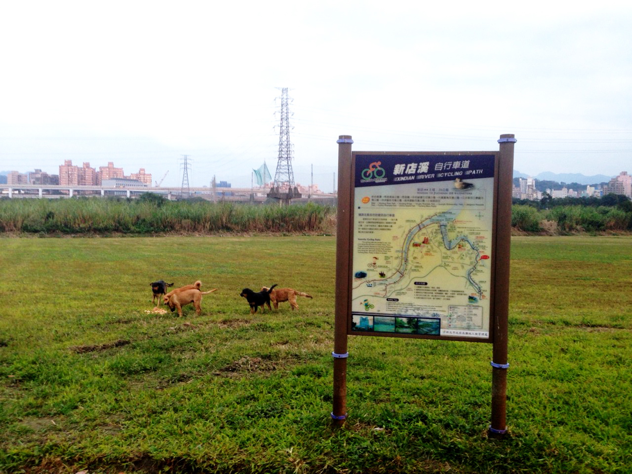 《寵物小撇步》高灘地遇到流浪狗怎麼辦 動保處教你小撇步