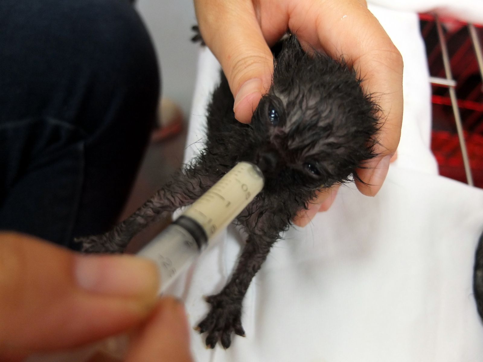 寵物伊甸園 -《動物保護教育》民眾帶走嗷嗷待哺的幼貓 卻沒注意尋尋覓覓的母貓