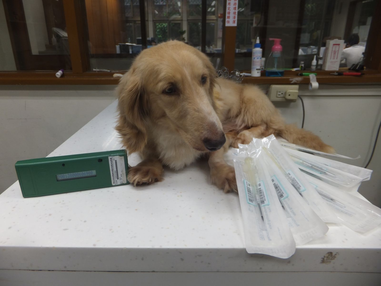 《寵物保護教育》愛犬找到了! 謹慎防走失 寵物登記極重要